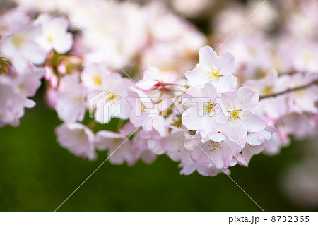 さくら(アメリカ) さくら(アメリカ) 8732365