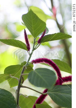 ベニヒモノキ 8732371
