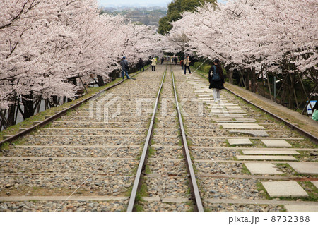 京都 インクラインの桜 8732388