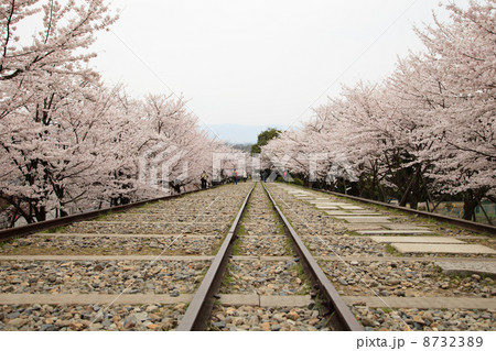 京都 インクラインの桜 8732389
