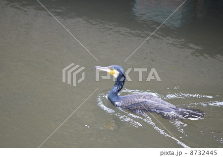 川を泳ぐ鵜 川を泳ぐ鵜 8732445