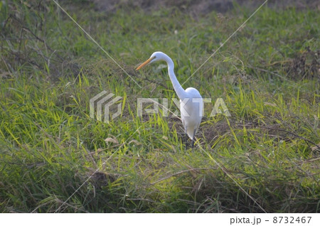 ダイサギー１ 8732467