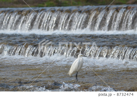 堰と白鷺 堰と白鷺 8732474