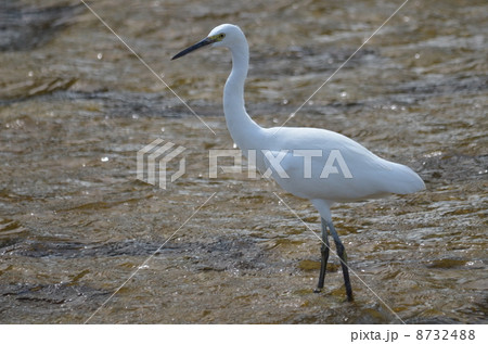 コサギー3 コサギー3 8732488