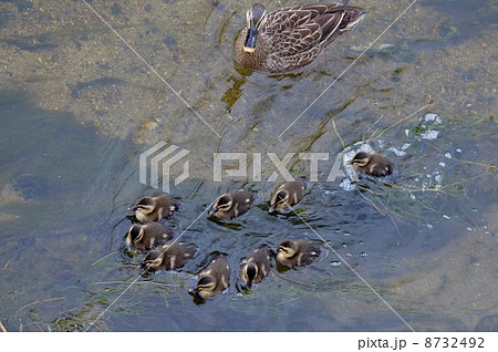 カルガモ親子A 8732492
