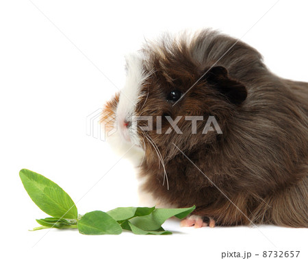 Guinea pig 8732657