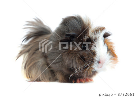 Guinea pig Guinea pig 8732661