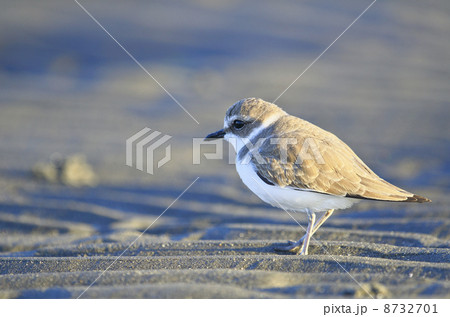 シロチドリ 8732701