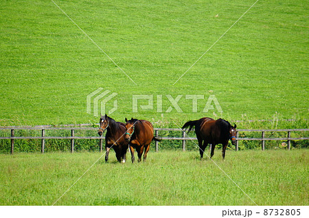 北海道の馬　 8732805