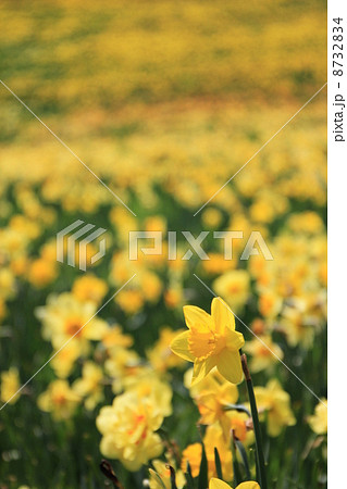 みやぎ蔵王えぼしすいせん祭り みやぎ蔵王えぼしすいせん祭り 8732834