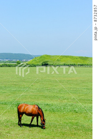 北海道の馬 8732857