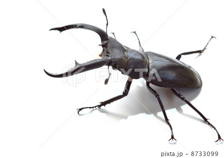 マンディブラリスフタマタクワガタ 白背景 マンディブラリスフタマタクワガタ 白背景 8733099