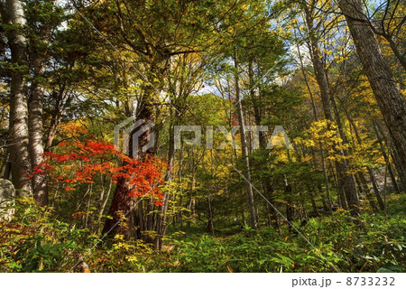 高瀬渓谷の紅葉 高瀬渓谷の紅葉 8733232
