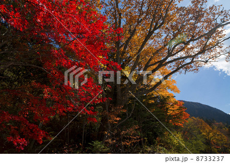 高瀬渓谷の紅葉 高瀬渓谷の紅葉 8733237