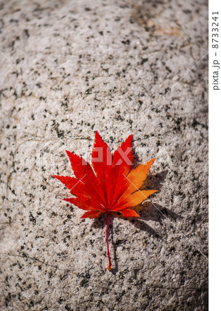 高瀬渓谷の紅葉 高瀬渓谷の紅葉 8733241