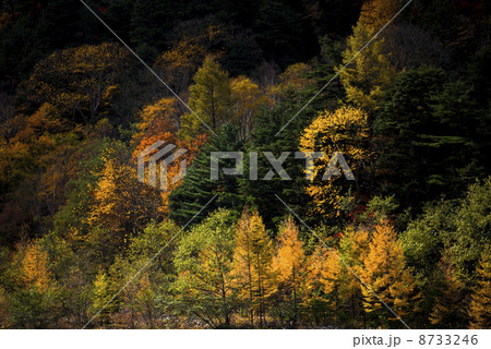 高瀬渓谷の紅葉 高瀬渓谷の紅葉 8733246