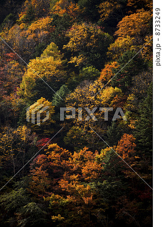 高瀬渓谷の紅葉 高瀬渓谷の紅葉 8733249