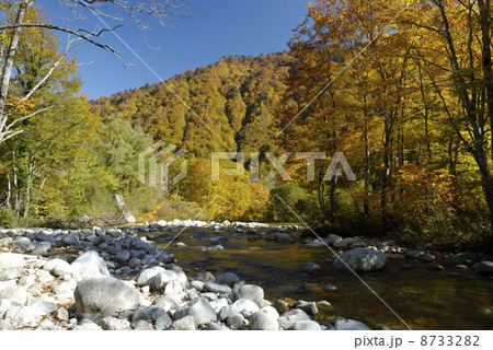 山形県小国町の温身平の梅花皮沢の紅葉 山形県小国町の温身平の梅花皮沢の紅葉 8733282