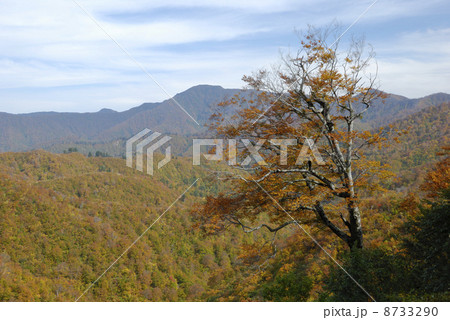 新潟県魚沼の国道352 樹海ライン の紅葉した山並みと１本の木の写真素材