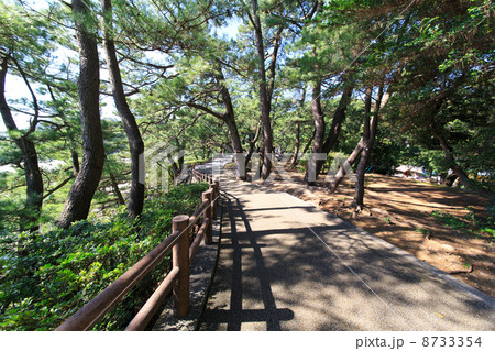 桂浜 遊歩道と松の木 桂浜 遊歩道と松の木 8733354