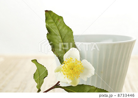 お茶の花 8733446