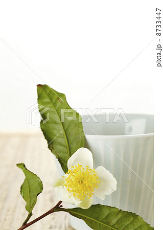 お茶の花 お茶の花 8733447
