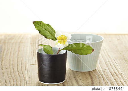 お茶の花 お茶の花 8733464