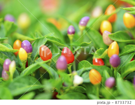 五色トウガラシ 8733732