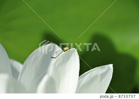トンボと白系の蓮 トンボと白系の蓮 8733737