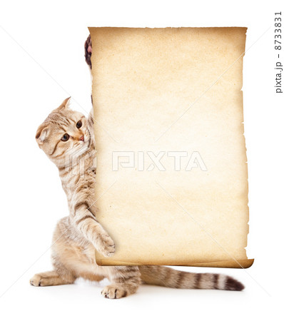 cat with old blank parchment or paper cat with old blank parchment or paper 8733831