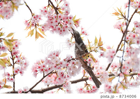 桜の枝で蜜を吸うヒヨドリ 8734006