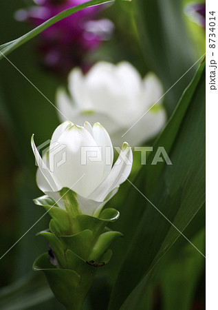 クルクマ「パールチューリップ」 8734014