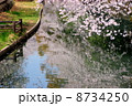 桜 桜 8734250