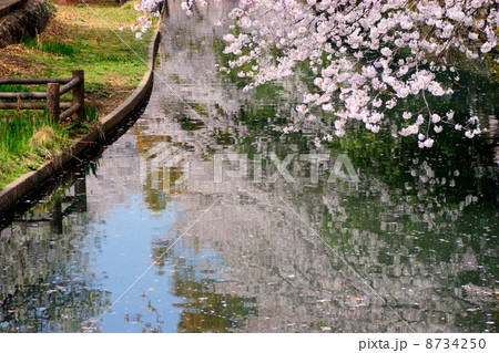 桜 桜 8734250