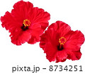 ハイビスカス ハイビスカス 8734251