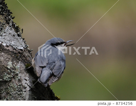 ゴジュウカラ ゴジュウカラ 8734256