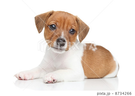 Jack Russell puppy 8734266