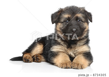 German shepherd puppy on white background German shepherd puppy on white background 8734305