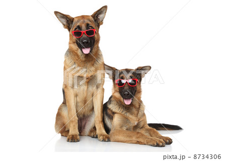 Funny German Shepherd dogs in sunglasses 8734306