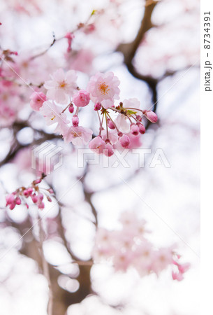 桜の花 8734391