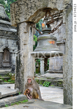 Monkey in temple 8734623
