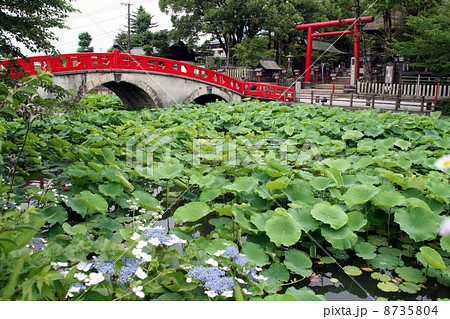 青井阿蘇神社（蓮池） 8735804