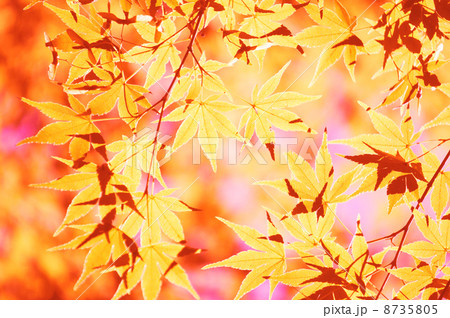 紅葉 8735805