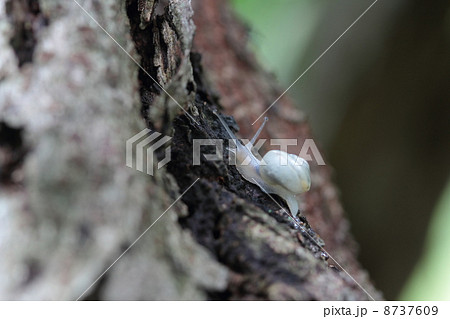 カタツムリの幼虫 8737609