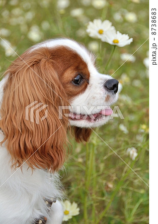 キャバリアとコスモス キャバリアとコスモス 8738683