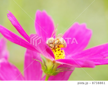 コスモスとミツバチ コスモスとミツバチ 8738861