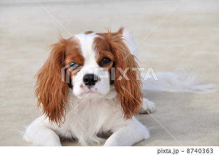 キャバリア キャバリア 8740363