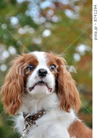 キャバリア キャバリア 8741294