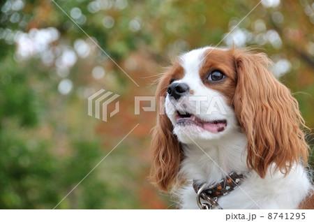 キャバリア キャバリア 8741295