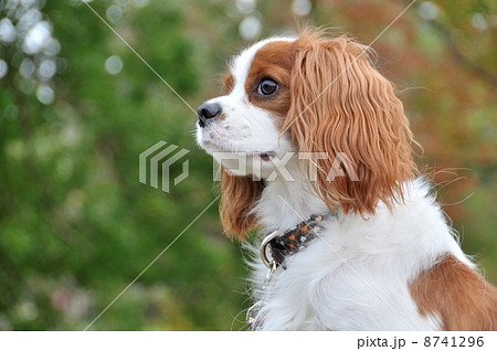 キャバリア キャバリア 8741296